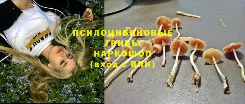 купить наркоту  Новопавловск  Галлюциногенные грибы Psilocybe 